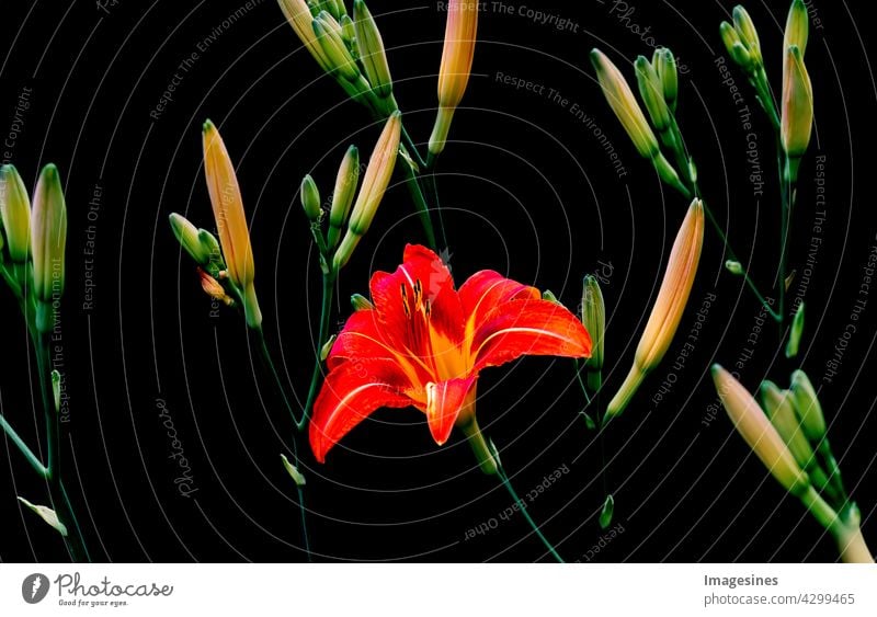 Creative Art Vintage Bouquet of Daylily, Hemerocallis Flowers Plant. Blossoms of natural lily flowers in full bloom. Floral background. Natural decoration wallpaper texture. Floristic background