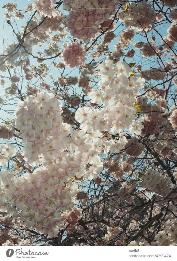fluffy tree blossom Fruit trees Twig Branch Branched Blossom leave Maturing time Blossoming White Air Spring Wood Lush Exterior shot Fragrance Detail Nature