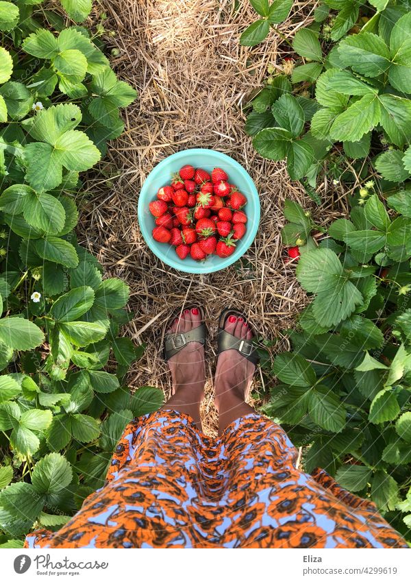 Woman standing in front of bowl with strawberries she picked herself in strawberry field Strawberry home-picked Pick Summer Harvest Red pick your own fruits