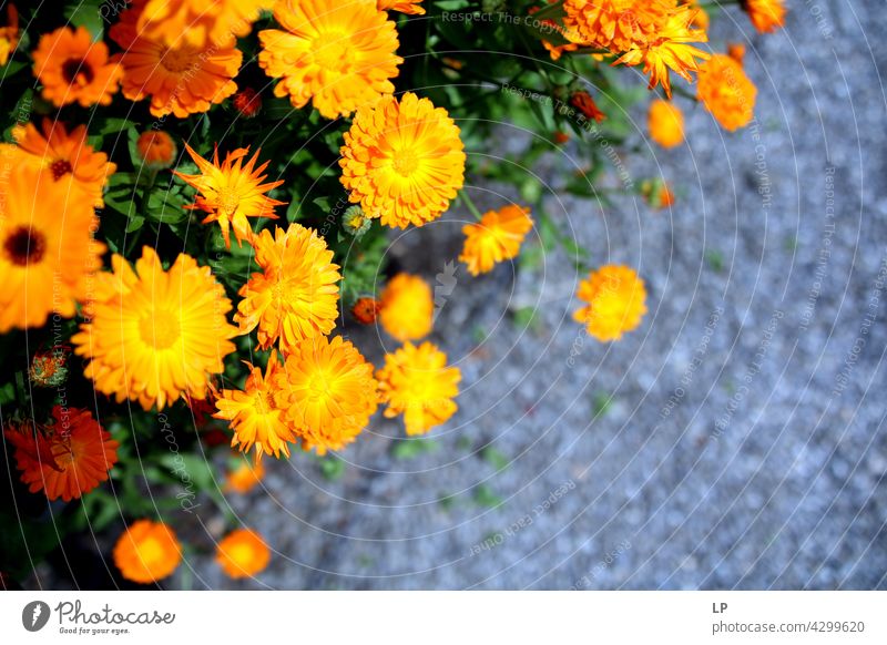 background of yellow flowers against the ground Field Feminine Warmth Firm Hope Freedom Contrast Low-key Mysterious Dream Emotions calmness tranquil Calm Senses