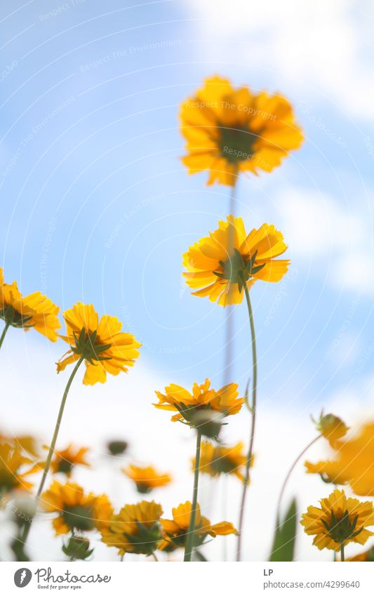 background of yellow flowers against the blue sky Sky Field Feminine Warmth Firm Hope Freedom Contrast Low-key Mysterious Dream Emotions calmness tranquil Calm