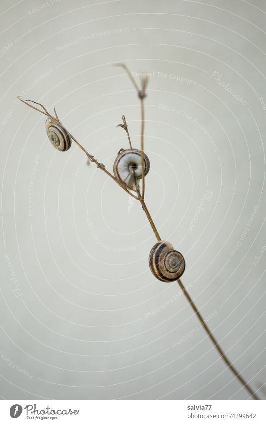 three small snails have stuck to plant stems Nature Snail shell 3 Animal Crumpet Protection overnight tranquillity Small Plant stems Macro (Extreme close-up)