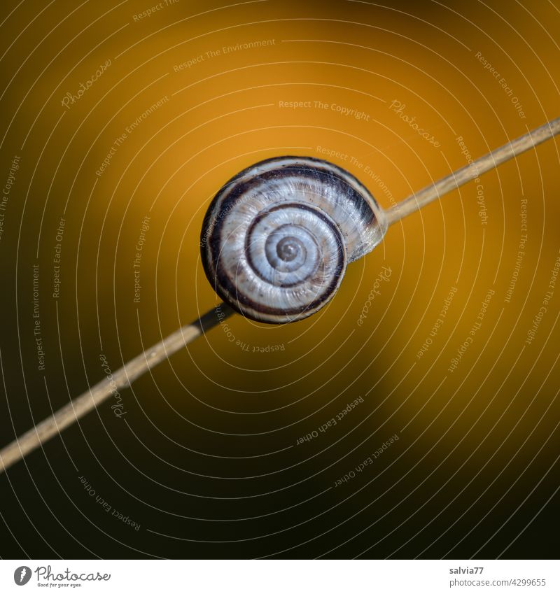 small snail shell sticks to plant stem Crumpet Snail shell Macro (Extreme close-up) Diagonal Spiral Structures and shapes Symmetry Protection Round Design