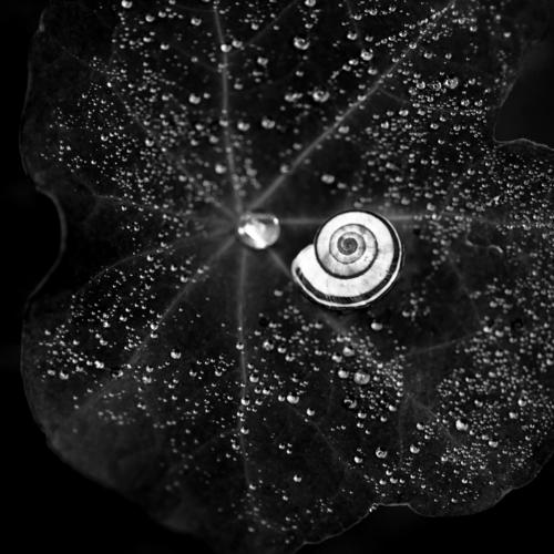 Snail shell surrounded by many water drops Nature Drops of water Leaf Close-up Crumpet Macro (Extreme close-up) Black & white photo Contrast
