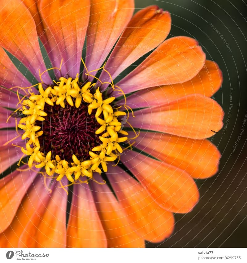 orange zinnia flower with crown and decoration Blossom Flower Orange Decoration Blossoming Plant Round asterisk Crown Contrast Colour photo Yellow pretty Nature