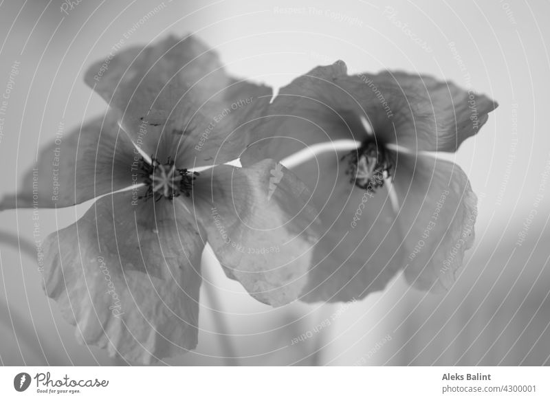 Two poppies in black and white poppy blossoms Nature Exterior shot black-and-white Black & white photo Blossom Close-up Flower Deserted
