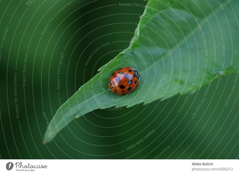 Ladybug on a leaf Ladybird Leaf Green Red Insect Beetle Exterior shot Close-up Macro (Extreme close-up) Summer Colour photo
