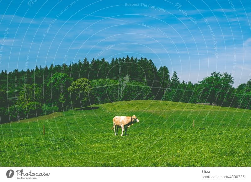 A cow in a pasture against a blue sky Cow Willow tree Meadow Landscape Summer Blue sky Animal Agriculture Nature Individual Grass Sky Cattle Electricity pylon