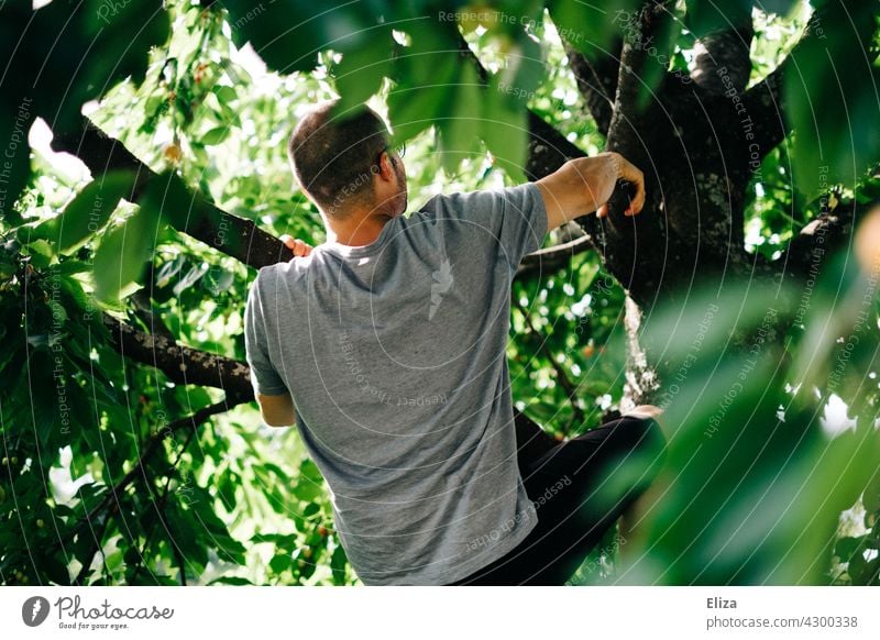 A man climbs a cherry tree Cherry tree Climbing Tree Man Nature Summer Day Exterior shot Athletic climb trees Brave Human being Adults branches Fruit trees reap