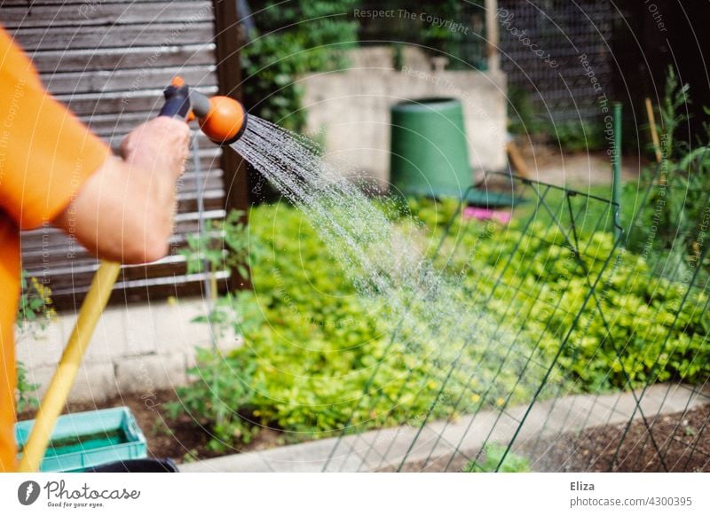 A man waters the vegetable beds in the garden with a garden hose soak Garden vegetable patches Garden hose Cast Summer Water hose Gardening Gardener Irrigation