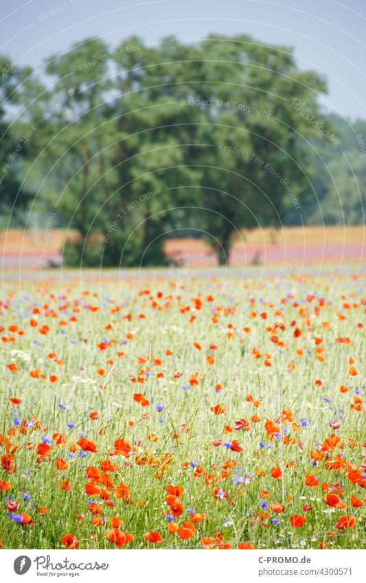 Grain field with poppies and cornflowers Cornflower colourful Sky Clouds acre agrarian Wayside Tree Field sea of flowers