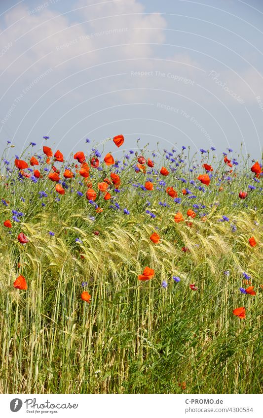 Grain field with poppies and cornflowers Cornflower colourful Sky Clouds acre agrarian Wayside