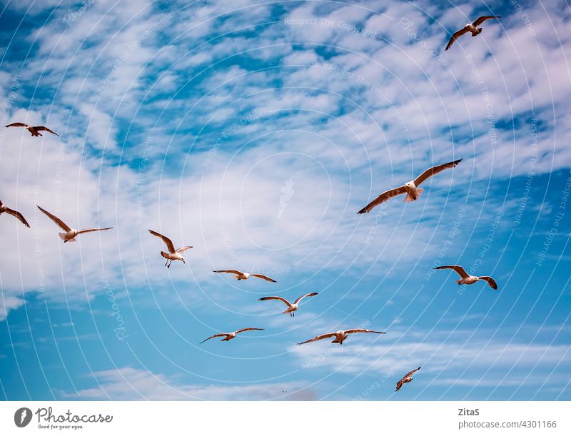 Seagulls flying in the vivid blue sky seagull air seagulls clouds white animal bird wing wings outdoors nature flock seagull flock birds