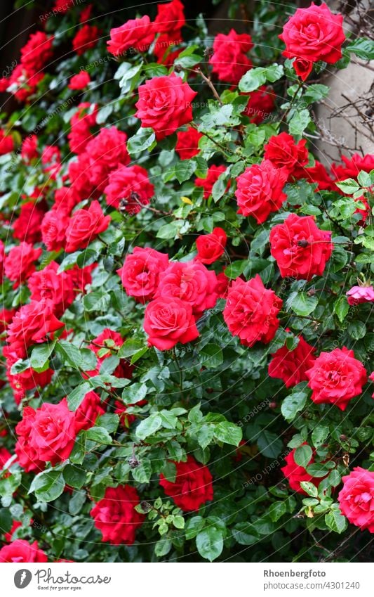 Red climbing roses climb up a house wall pink wild red thorns woody Summer flowers Flower Summerflower Blossom blossom Garden House (Residential Structure)