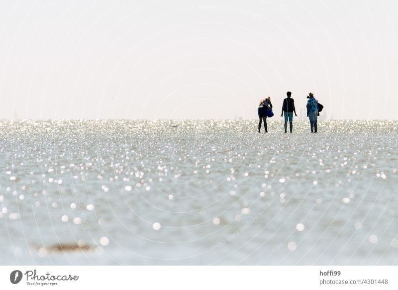3 persons at rising water in the mudflats Mud flats mudflat hiking tour ebb and flow High tide accruing water North Sea coast gleaming shallow water Wet Horizon