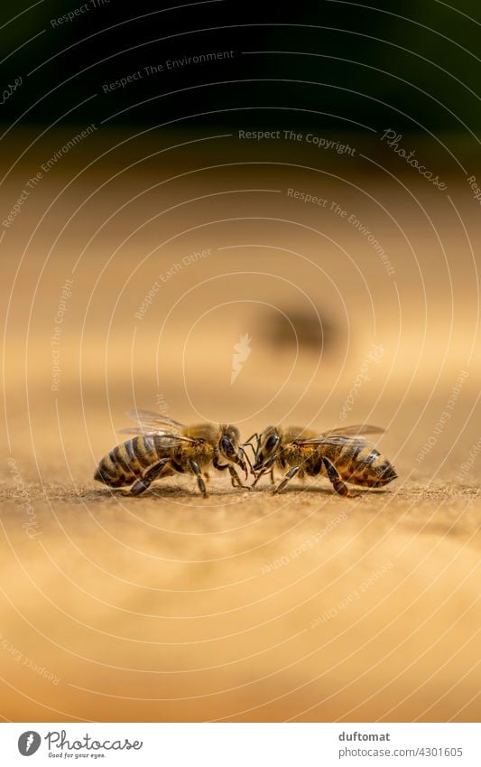 Macro photo of two bees scanning each other Bee Nature naturally Insect insects Animal Macro (Extreme close-up) Couple Close-up Grand piano animals wildlife