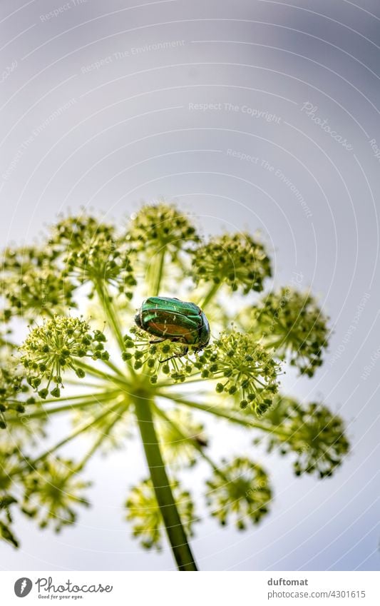 Iridescent rose beetle sitting on flower Rose beetle shine Beetle glitter Dazzling Nature Sky Upward Spring Summer Insect Insect repellent die of insects Animal
