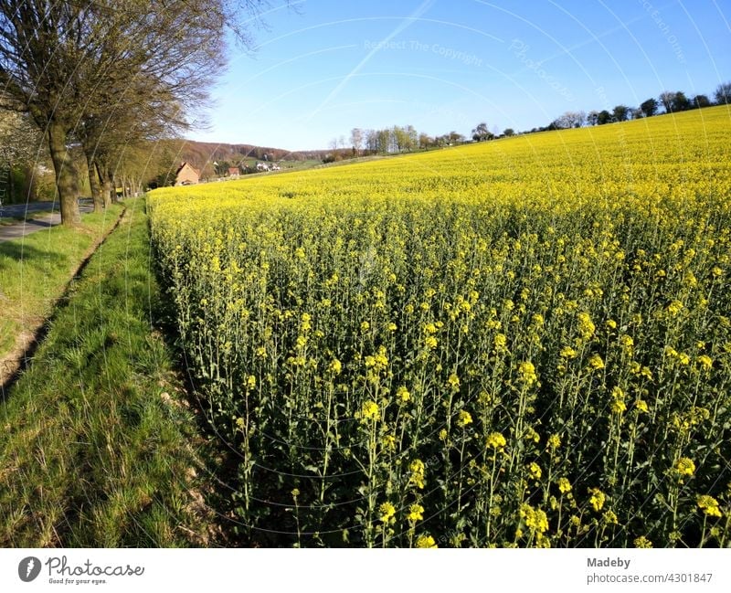 Big blooming yellow rape field along a country road with avenue trees in spring sunshine in Währentrup near Oerlinghausen at the Teutoburg Forest in East Westphalia-Lippe