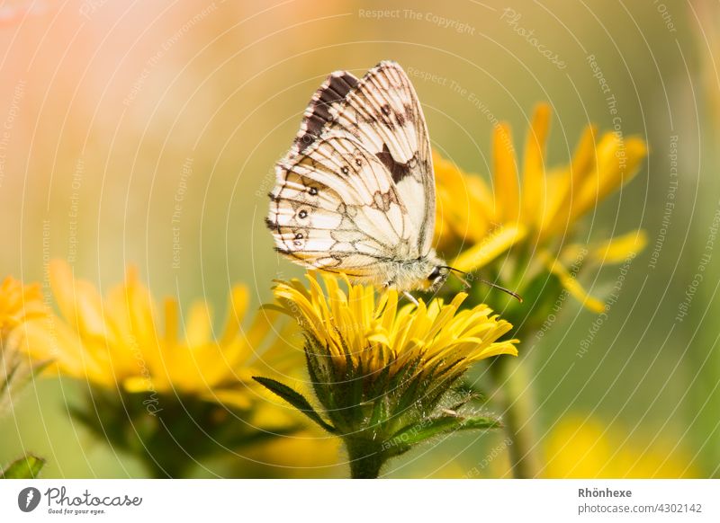 A small butterfly sits on a yellow flower Butterfly Insect Macro (Extreme close-up) Nature Close-up Deserted Shallow depth of field Colour photo Animal Day
