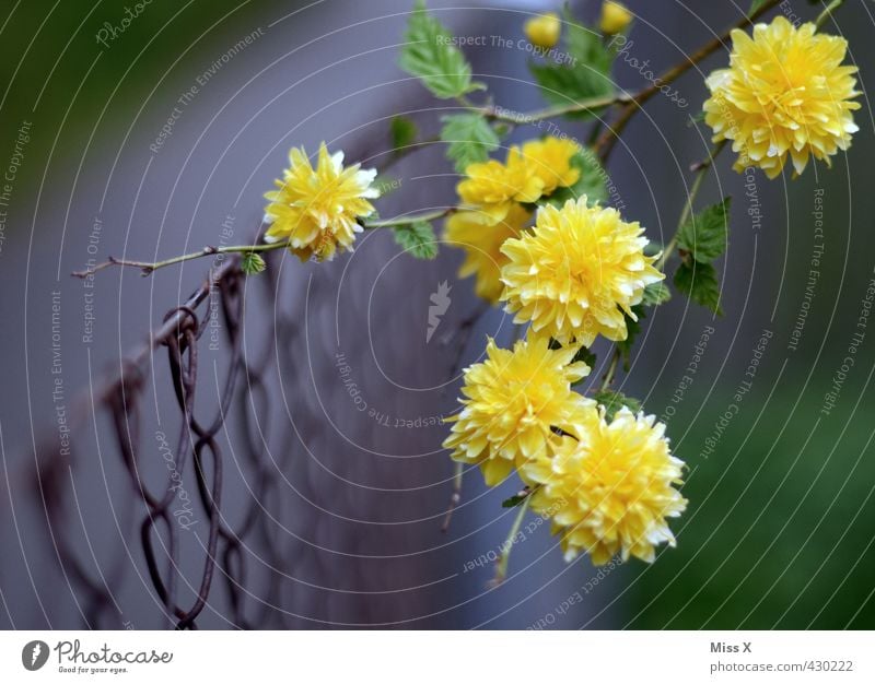 uncontrolled growth Garden Flower Blossom Blossoming Fragrance Growth Yellow Branch Twigs and branches Fence Metalware Wire Overgrown Tendril Spring flower