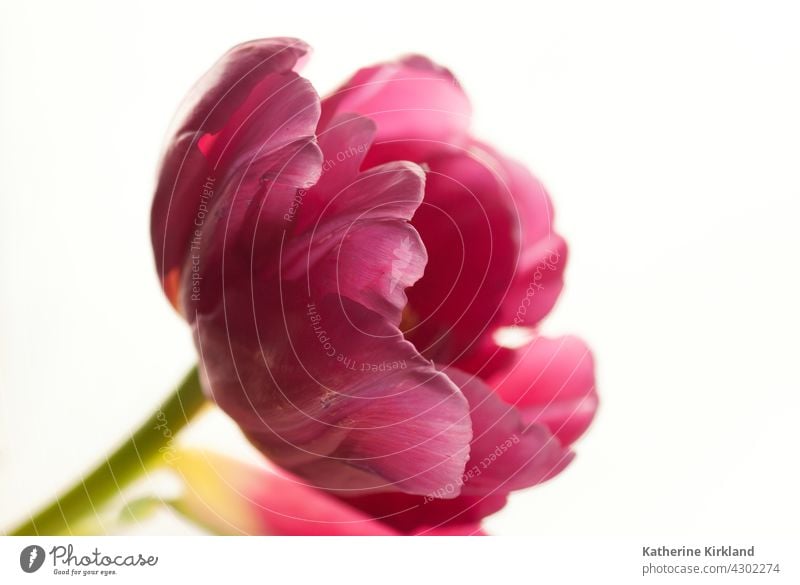 Pink Tulip with White Background tulip tulipa pink white still life closeup Nature Spring springtime easter Natural Plant Floral Flower florist red copy space