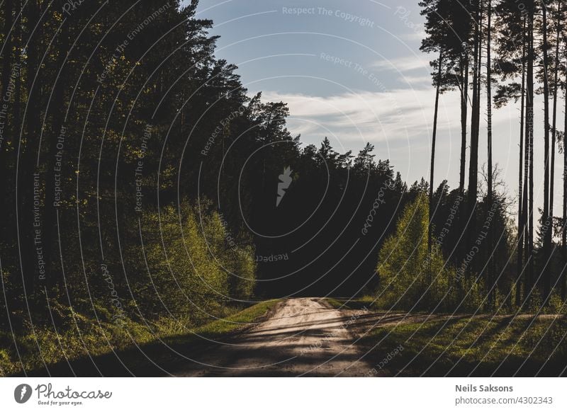 pine forest in Latvia. spring sunset version. Rocky country gravel road in forest leads deeper in woods. Coniferous woods with some small birches. background