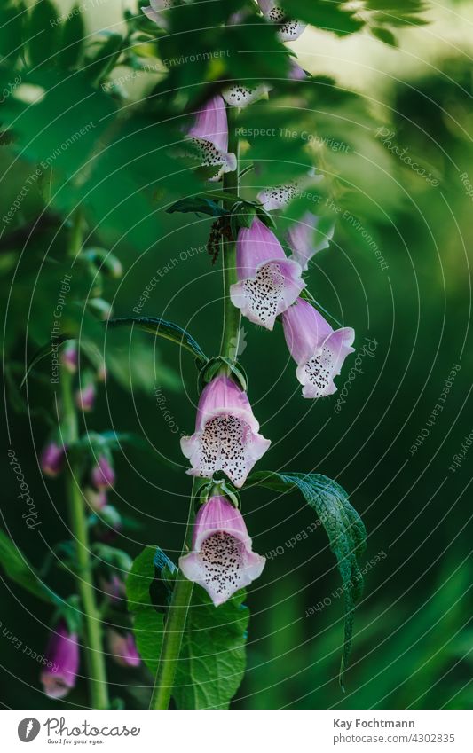 photo of foxglove in daylight Digitalis beauty environment flower green growth nature outdoors pink purple summer vibrant