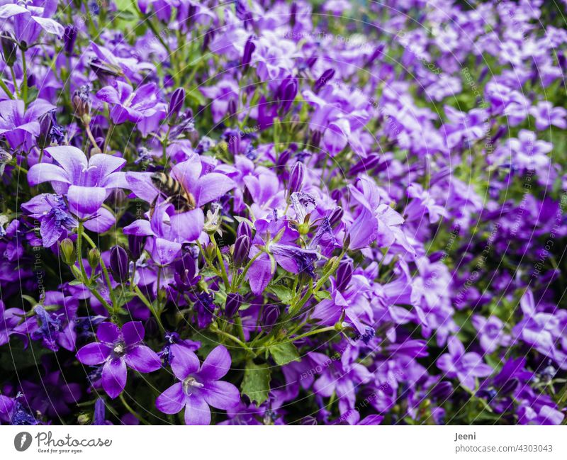 A bluebell paradise for bees Bluebell Flower Blossom Garden Plant Summer Spring Violet purple Fragrance Bee Buzz Garden plants Insect repellent Sprinkle