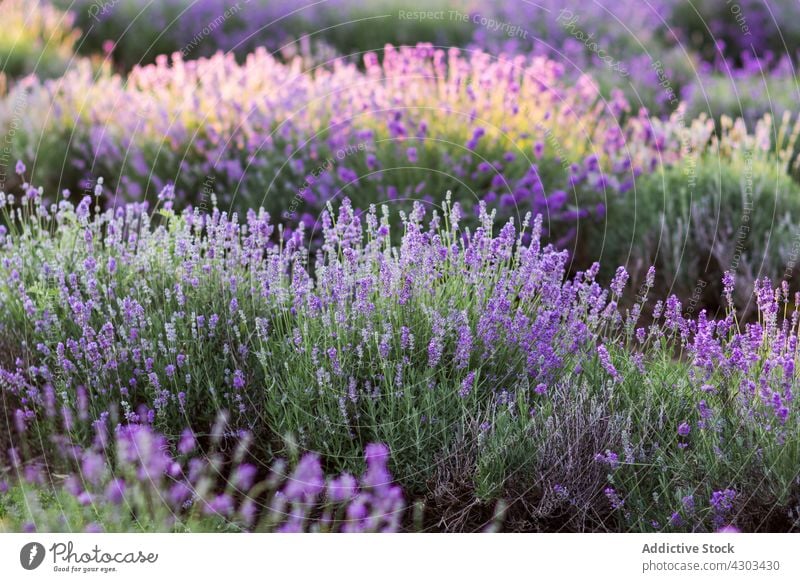 Landscape of lavender field countryside landscape flower meadow sunset scenery bloom blossom nature summer flora violet scenic picturesque aroma environment