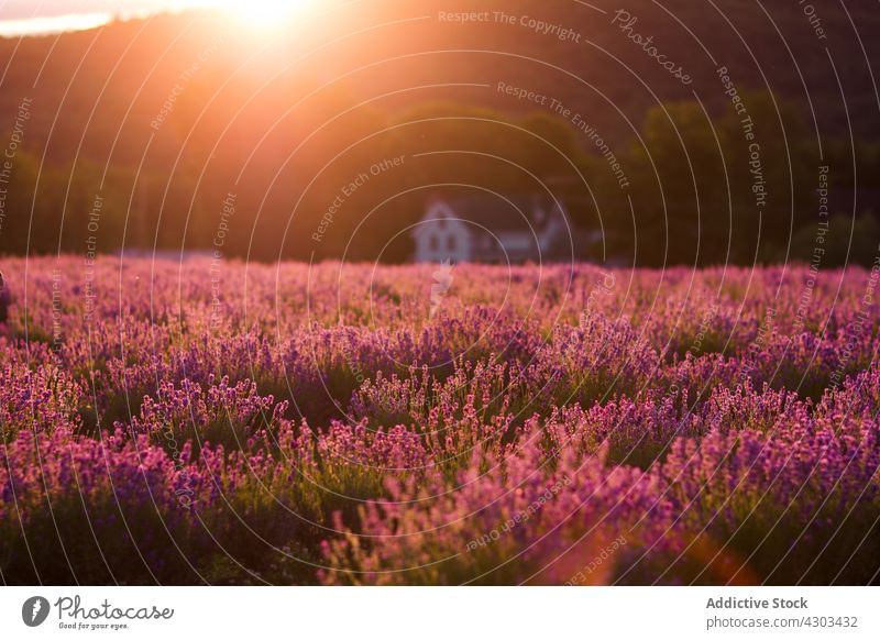 Landscape of lavender field in mountainous village countryside landscape flower meadow sunset scenery bloom blossom nature summer flora violet scenic