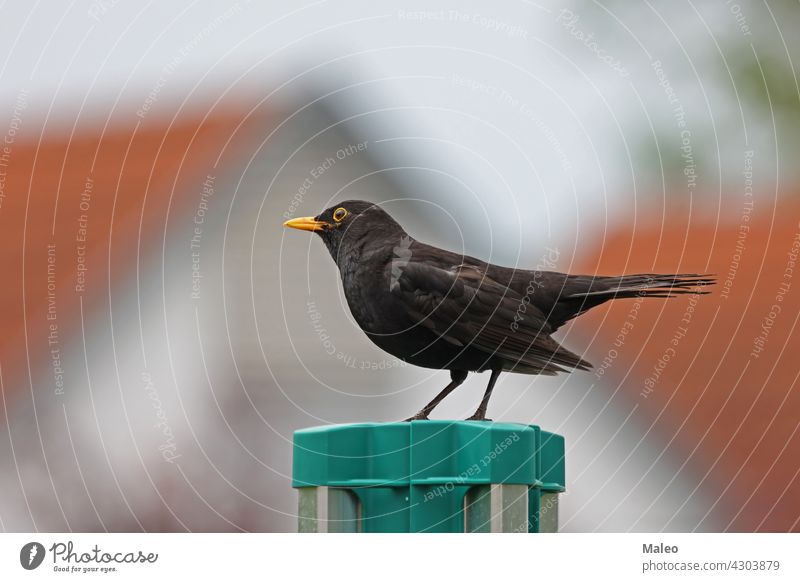 Blackbird in the garden looking for insects animal beak black earthworm eye feather food grass green isolated male nature portrait turdus white wild wildlife