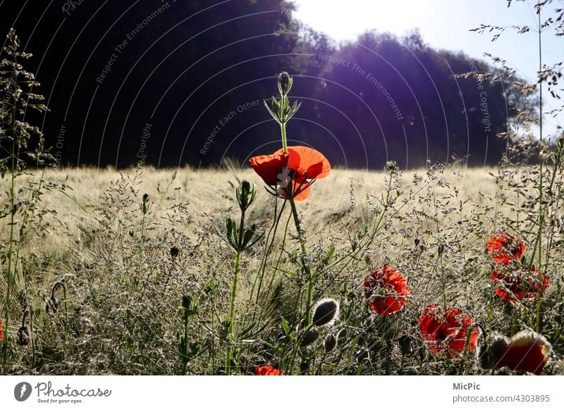 Cornfield with poppies in morning light Early riser Poppy blossom Flower Red Nature Sunlight Plant Blossom Summer Exterior shot Colour photo Field Deserted