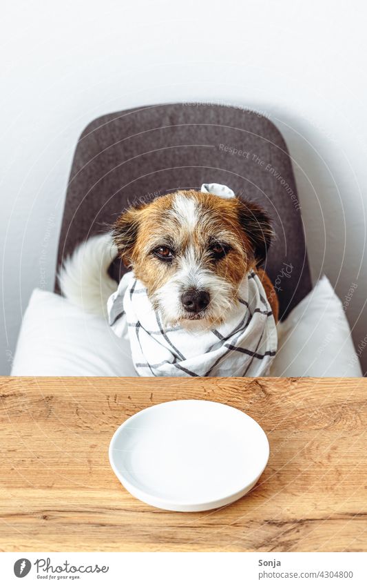 Hungry little dog sitting at a kitchen table Dog Small hungry Napkin Plate Empty Feeding Terrier Pet Animal see Sit Humor Cute Jack Russell terrier Lifestyle