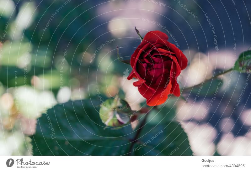 Red Rose | green, yellow, red pink Flower Colour photo Pink Exterior shot Close-up Blossom leave naturally Romance Love Plant decorations Nature
