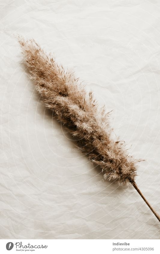 Single pampas dried wild grass on white background flower decoration flowers nature plant isolated beauty floral beautiful home interior creative dry shadows