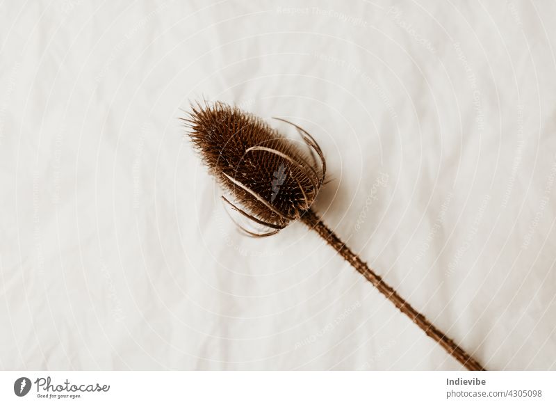 Single dried wild flower on white background decoration flowers spring nature plant isolated beauty floral beautiful home interior creative dry shadows brown