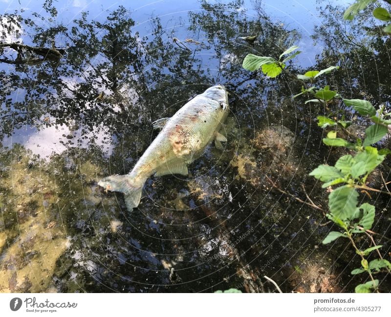 A lifeless fish floats on the water under trees. Photo: Alexander Hauk Fish lobless Animal animals Death Water Surface Shadow Tree Exterior shot