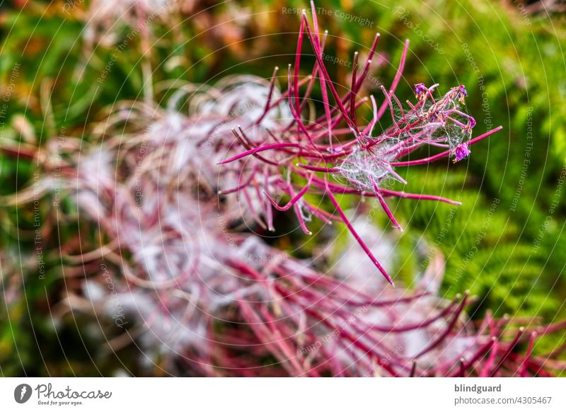 Order in Chaos | Powerflower Flower wax Forest Fern Green pink Pink White fuzzy hair Plant Nature Blossom pretty Summer Colour photo Exterior shot Deserted