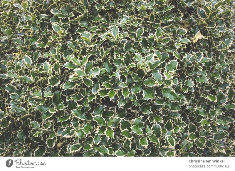 White variegated holly, Ilex aquifolium, white variegated holly . Close up wallpaper Holly green -white variegated leaves holly aquifolium bobcat holly