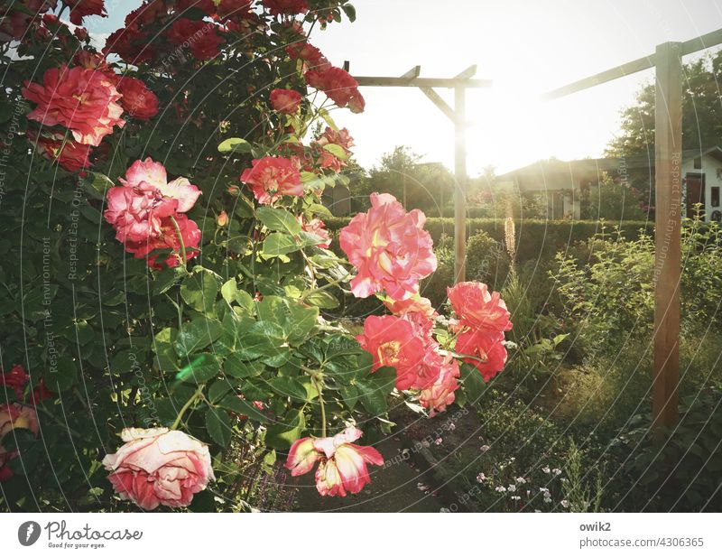 For the moment roses blossoms Blossoming Sunset Back-light Contrast Garden allotments Garden plot Red Idyll Fragrance Copy Space top Day Colour photo Leaf