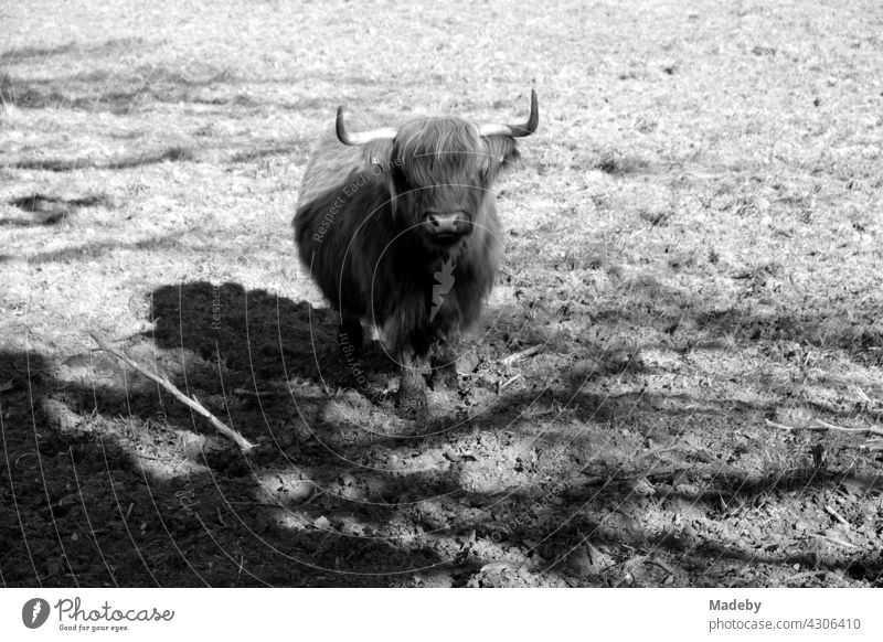 Scottish highland cattle in the sunshine on a pasture in Oerlinghausen near Bielefeld at the Hermannsweg in the Teutoburg Forest in East Westphalia-Lippe, photographed in classic black and white