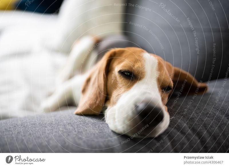 Beagle dog tired sleeps on a couch background house nature animal interior lounge lying mammal modern pedigreed portrait relaxation rest resting room sleepy