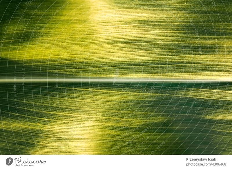 Green growing leaves of maize in a field. background abstract food pattern summer texture nature sun leaf spring vegetable corn harvest agriculture green