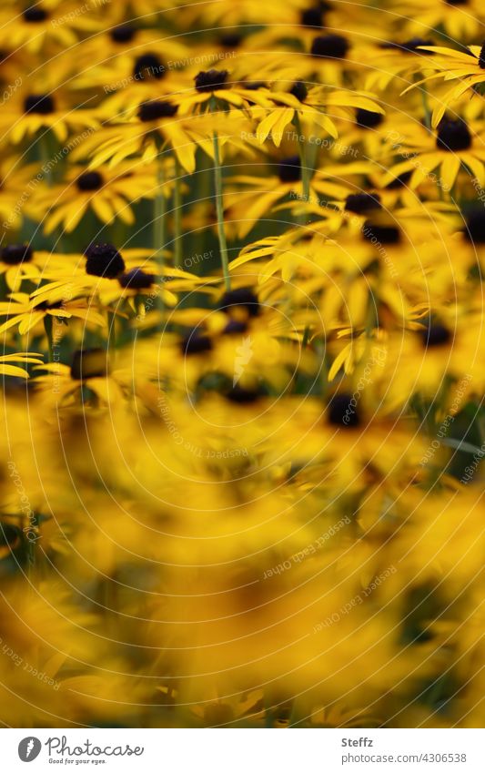 Perennial bed with coneflower sea of blossoms Rudbeckia Flowerbed flowers Carpet of flowers Yellow sun hat rudbeckia fulgida common coneflower garden flowers