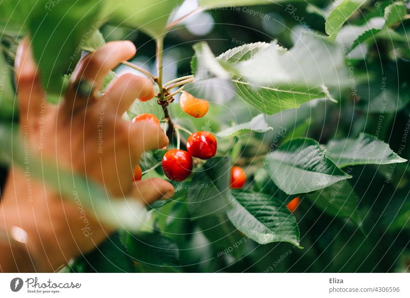 Hand picks cherries from the tree Pick Cherry tree Fruit trees reap Summer Nature Colour photo leaves Tree Harvest person Human being Mature Red