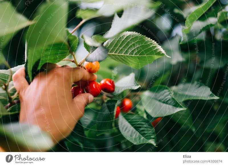 Hand picks cherries from the tree Pick Cherry tree Fruit trees reap Summer Nature Colour photo leaves Tree Harvest person Human being Mature Red