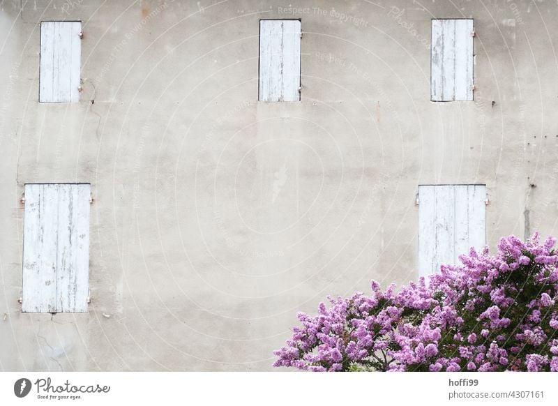purple flowers in front of a wall with closed shutters - midday heat Shutter Closed closed windows Lunch hour ardor heat wave Summer Old town old town house