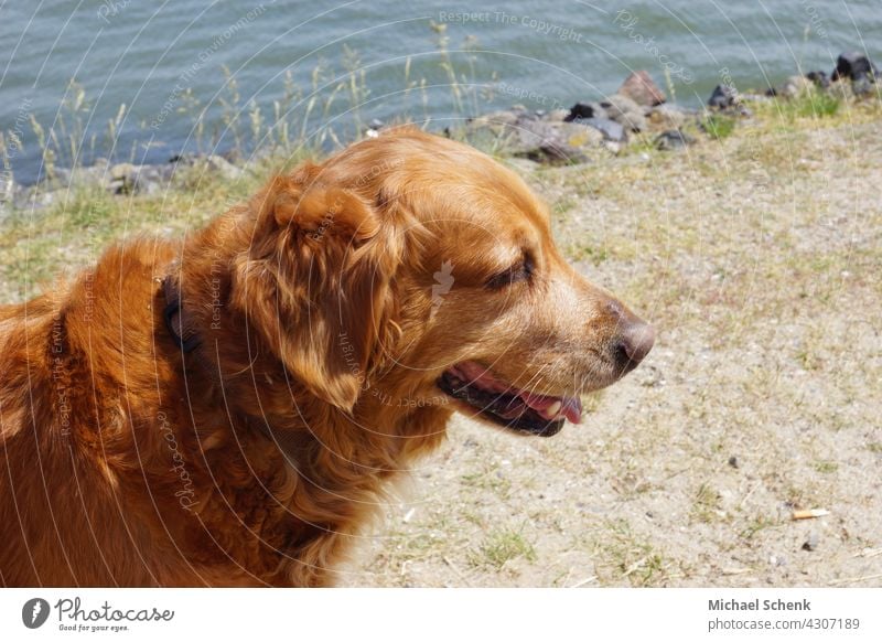 A Golden Retriever on the beach Dog Animal Colour photo Animal portrait Animal face Relaxation Eyes Lifestyle retriever