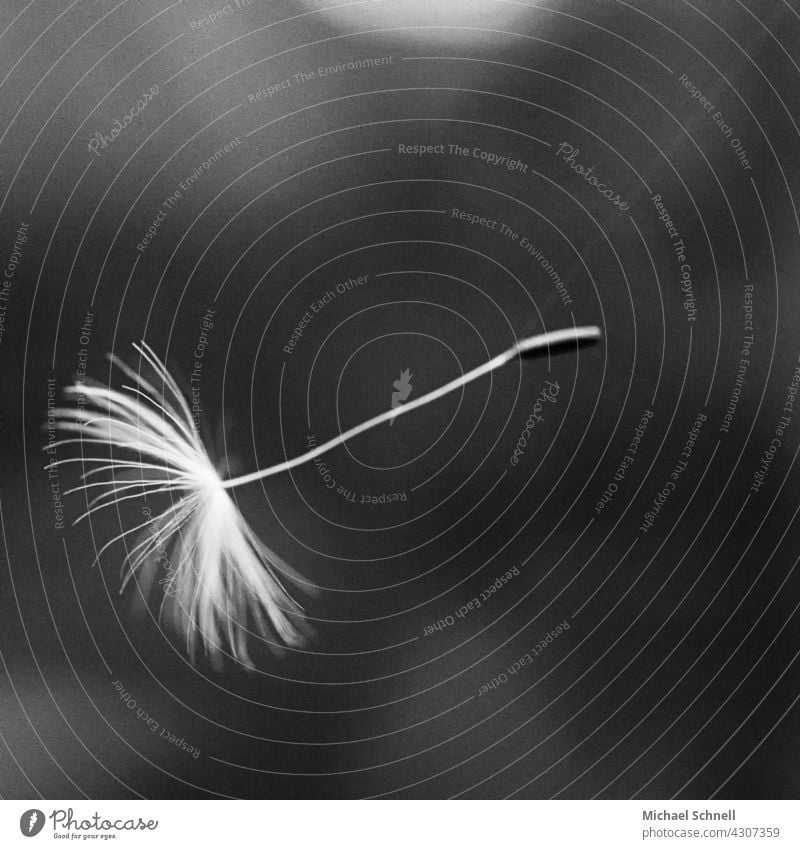Small umbrella flyer of a dandelion hangs on a thread of a spider Dandelion bunting Sámen achenes Easy Ease Fine Fleeting ephemerality Plant Detail