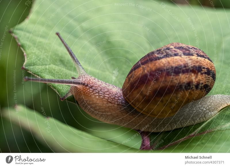 Snail on a green leaf Crumpet Snail shell Slowly Feeler Animal Slimy Crawl Mucus Mollusk Close-up Colour photo Stripe Spiral Speed